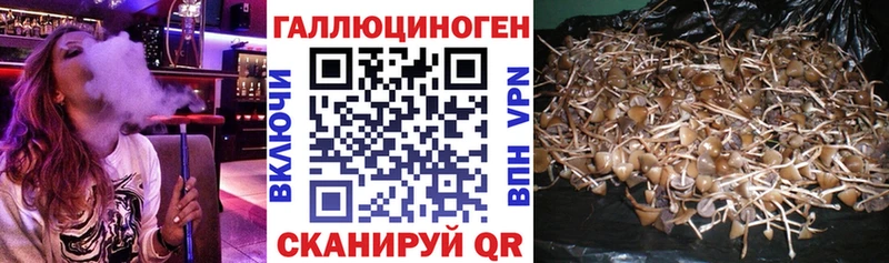 Псилоцибиновые грибы Psilocybe  Купить  Воскресенск 